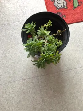 plante grasse -pot pour balcon
