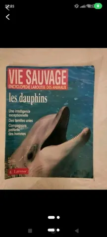 vie sauvage dauphin 🐬