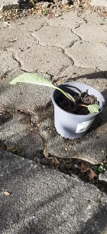 Plant de consoude