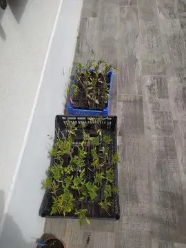 Surplus de plants de tomates