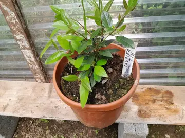 DONNE PLANTS DE CHOUX VERTS ET DE LAURIER TIN