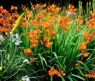 Crocosmia