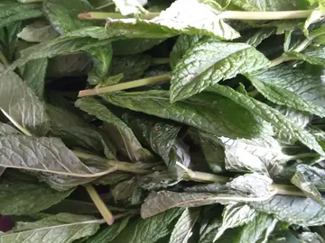 Menthe coupée avant hier