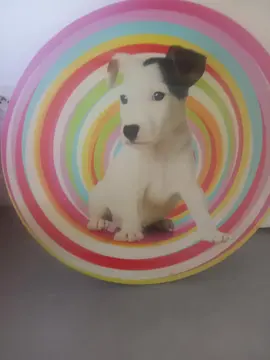 tableau petit chien