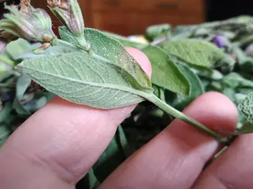 menthe et sauge