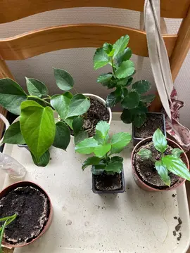 boutures plantes vertes