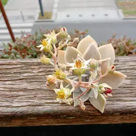 plante n 9