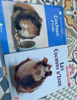 2 livres les cochons d’inde