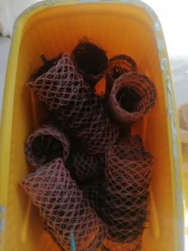 Bigoudis