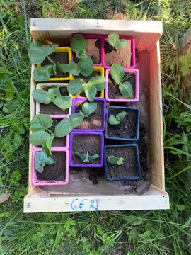 Plans de courge