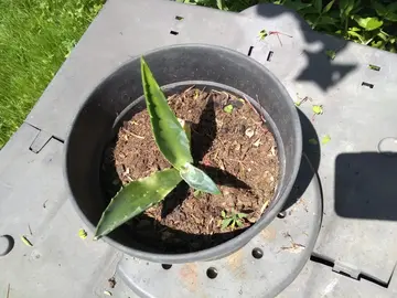 Agave , jeune pousse