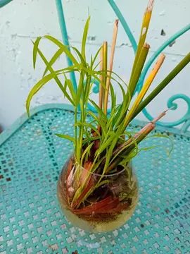 Pousse de Papyrus- et fortifiant de lombricompost (travail de mes petits asticots)