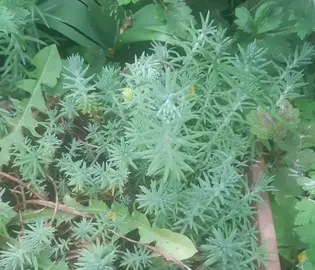 plante extérieur succulente