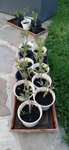 plant tomate