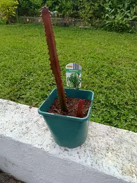 euphorbia trigona