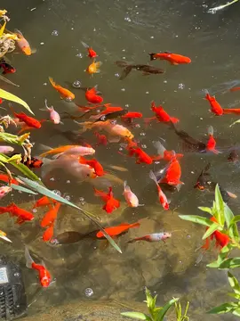 poissons rouges pour bassin