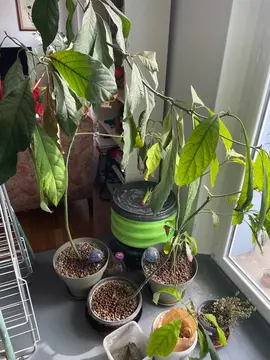 plantes