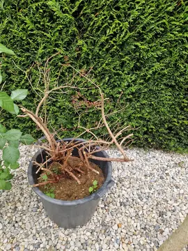 cotoneaster à sauver