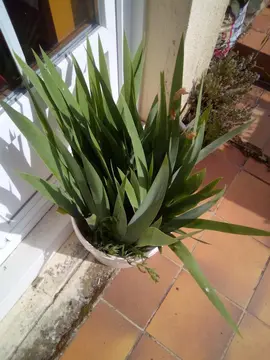 fleurs