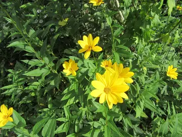 Fleurs jaunes type marguerite
