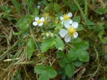 pousse fraise des bois