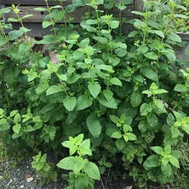 melisse citronnelle