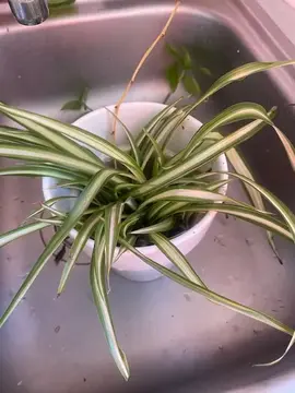 Bouture de chlorophytum