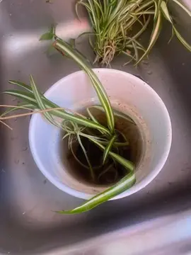 2 eme bouture de chlorophytum