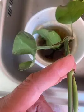 Boutures de Pothos