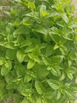 mélisse citronnée