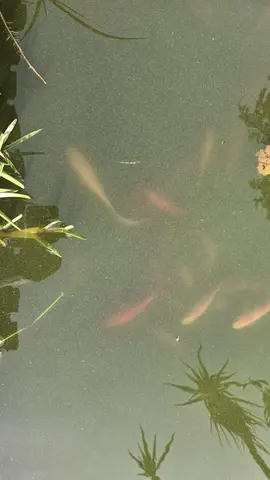 Poissons rouges