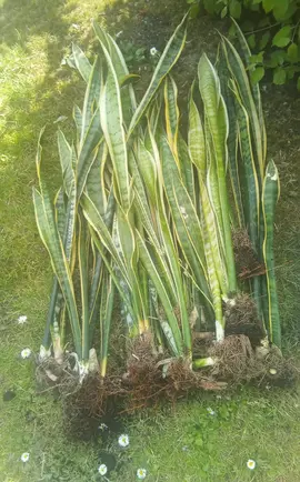 boutures de sanseveria