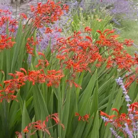 crocosmias