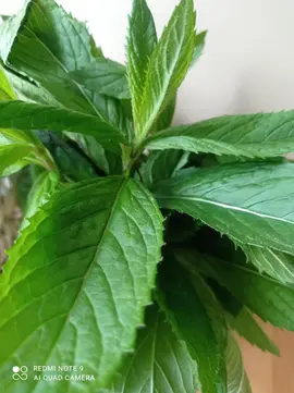 menthe du jardin