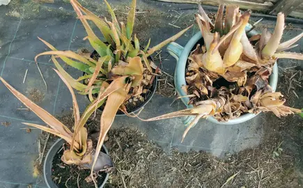 Lot de plantes à sauver