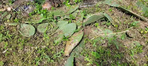 cactus