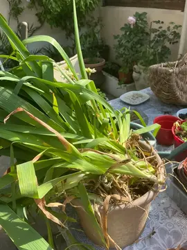 RHIZOMES D IRIS BLEUS