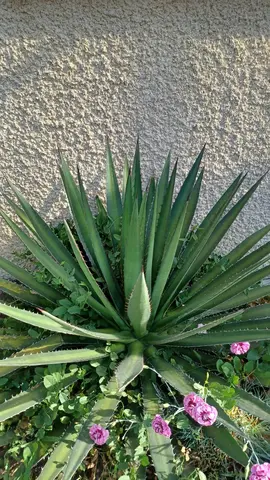 AGAVE