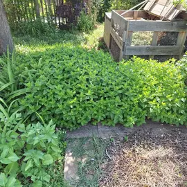 Menthe fraiche