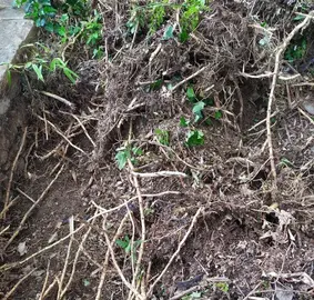Racines de bambous avec terre végétale