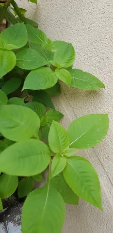 Plante Balsamine de Balfour