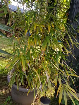 7 potées de bambous