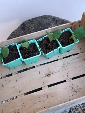 4 pousses de courges