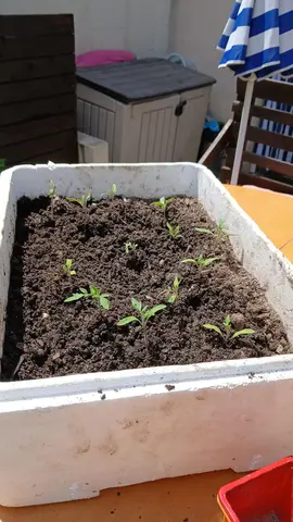plants de tomates