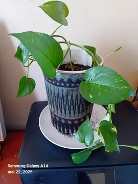 lot plantes