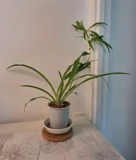 Plante