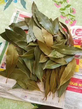 feuilles de laurier sauce seche