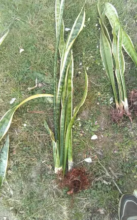 lot 4