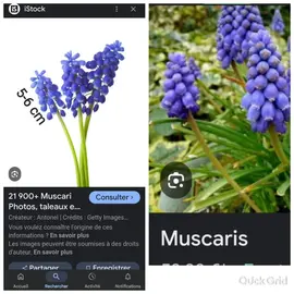 graines à planter de fleurs muscaris