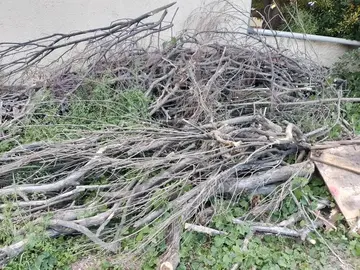 bois, branches